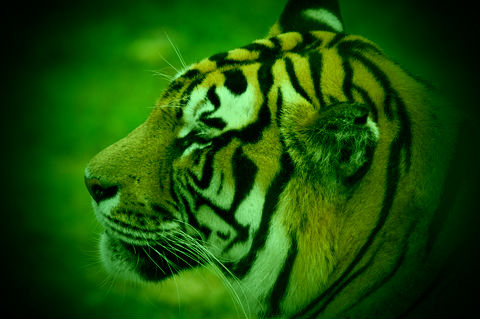TigerGreen.jpg