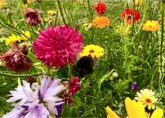 Biodiversitetglavernæs