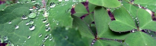 Water On Leaves